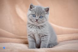 British Shorthair cat
