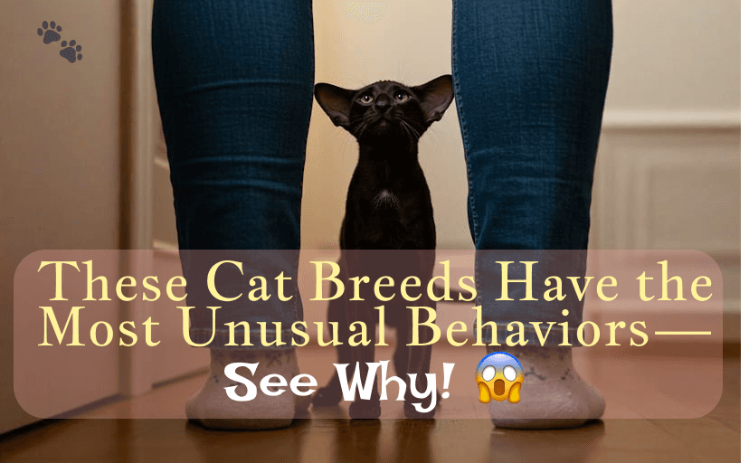 Unusual Cat Behaviors: 5 Quirky Breeds & Why They Do It!